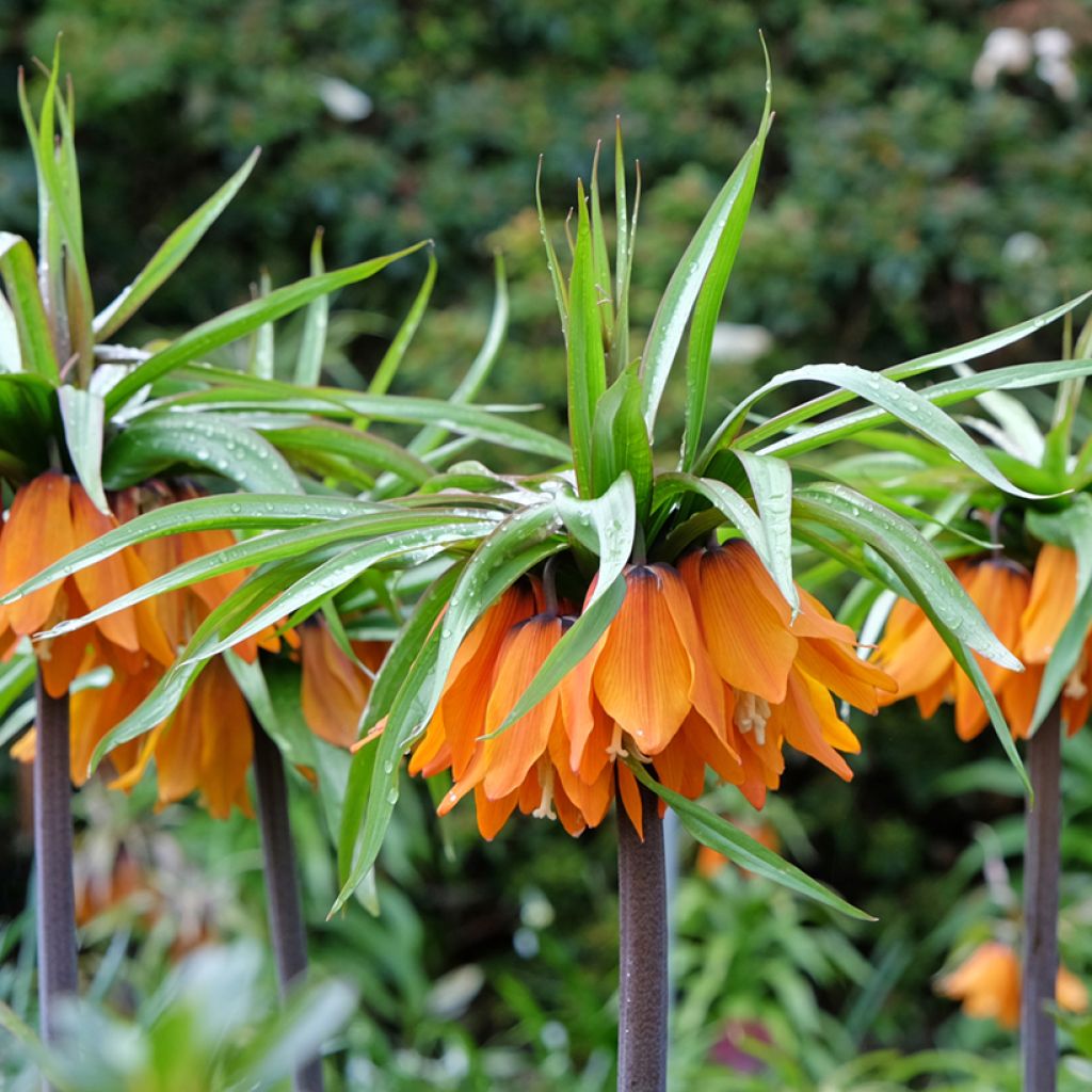 Fritillaire imperialis Sunset - Couronne impériale