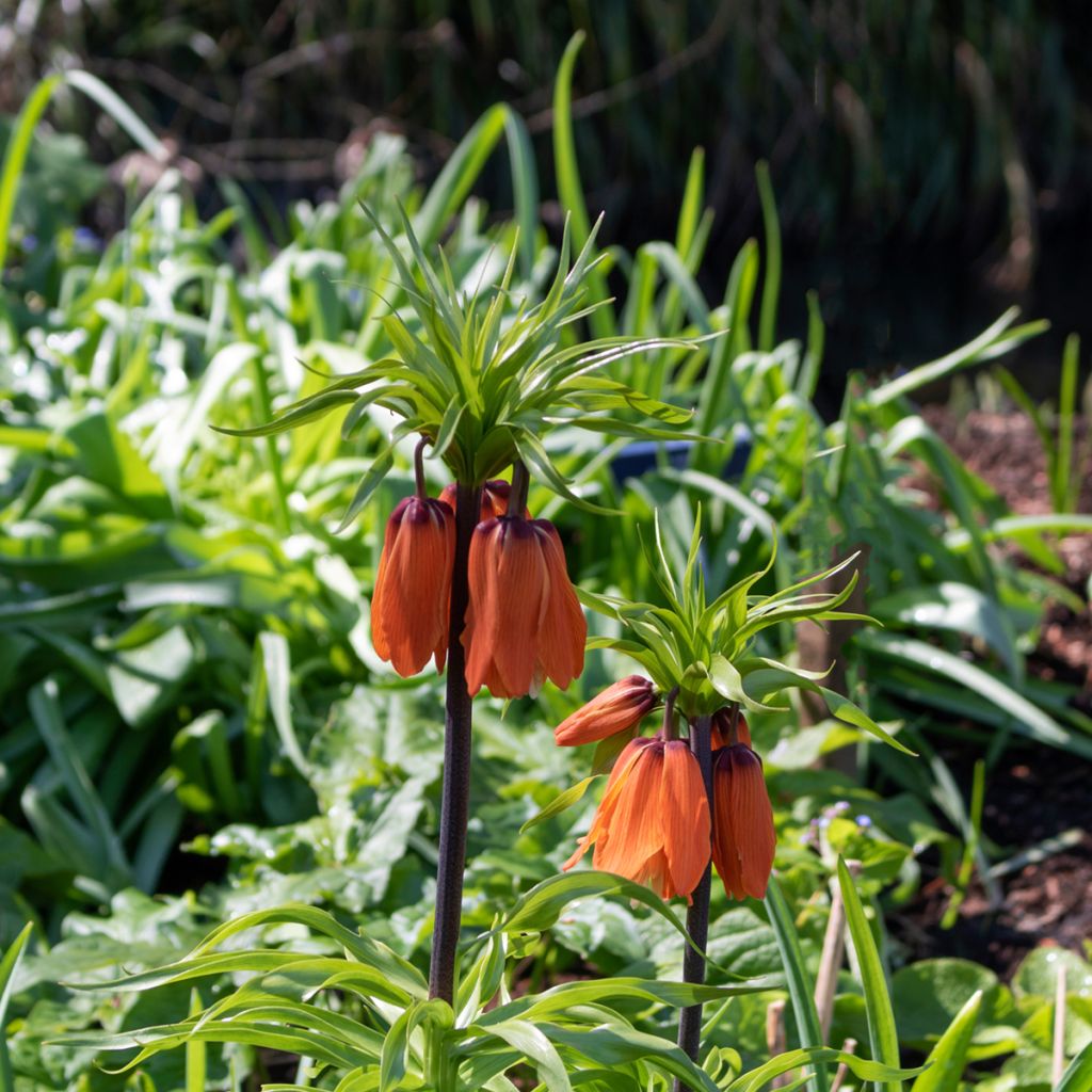 Fritillaire imperialis Rubra - Couronne impériale