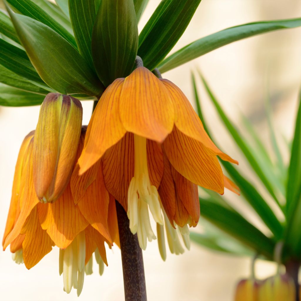 Fritillaire imperialis Striped Beauty - Couronne impériale