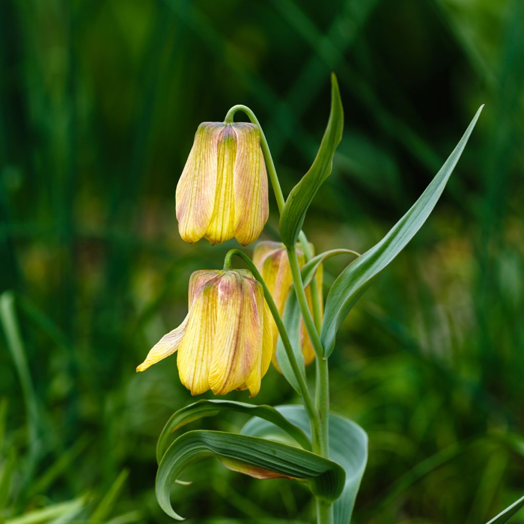 Fritillaire pallidiflora - Fritillaire à fleurs pâles