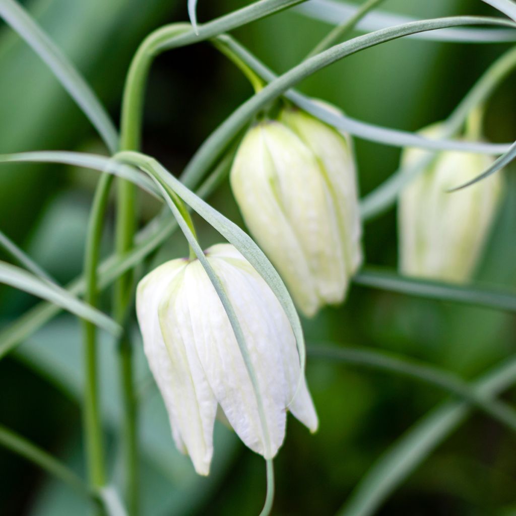 Fritillaire pintade - Fritillaria meleagris Alba