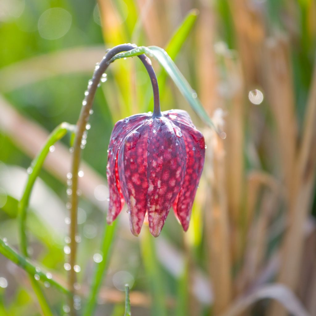 Fritillaire pintade - Fritillaria meleagris 