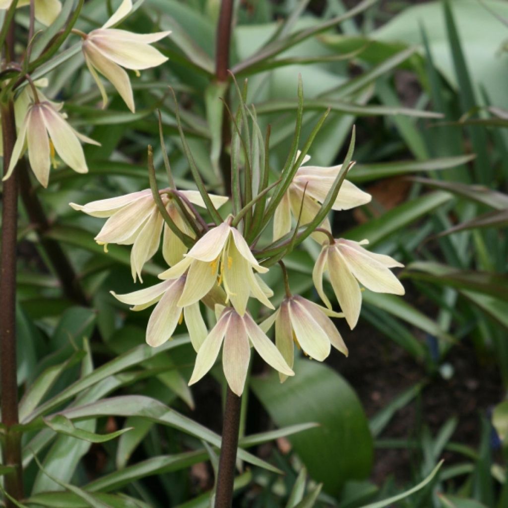 Fritillaire imperialis Raddeana - Couronne impériale