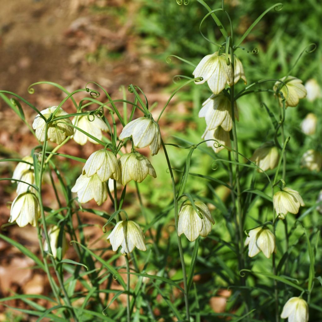 Fritillaire thunbergii - Zhe bei mu 