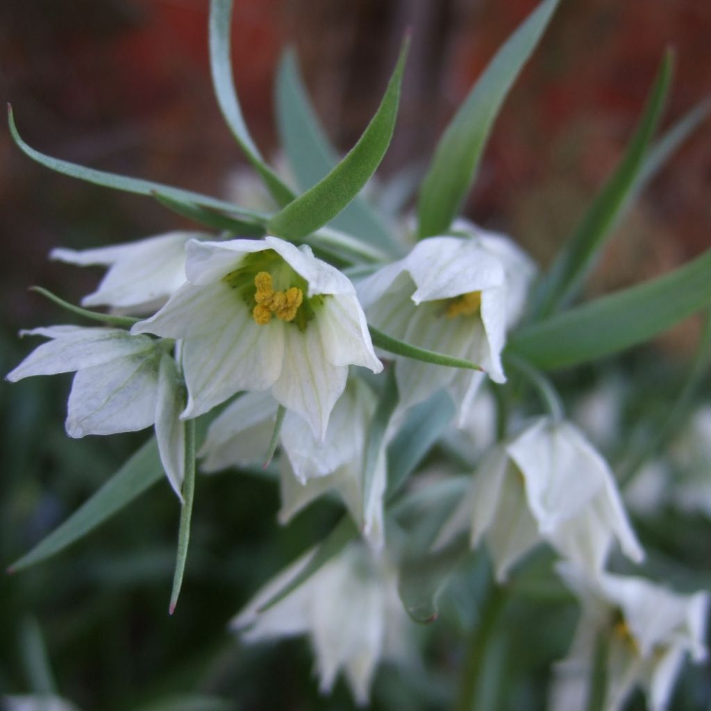 Fritillaria bucharica - Buchara-Fritillarie