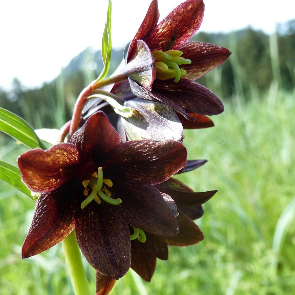 Fritillaire camschatcensis - Fritillaire ou Lys du Kamtchatka