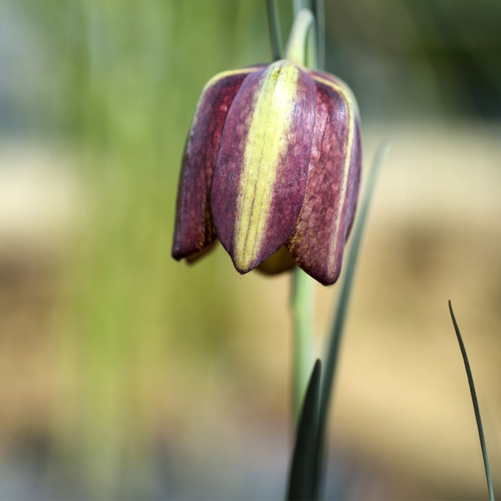 Fritillaria crassifolia ssp crassifolia - Fritillaire botanique