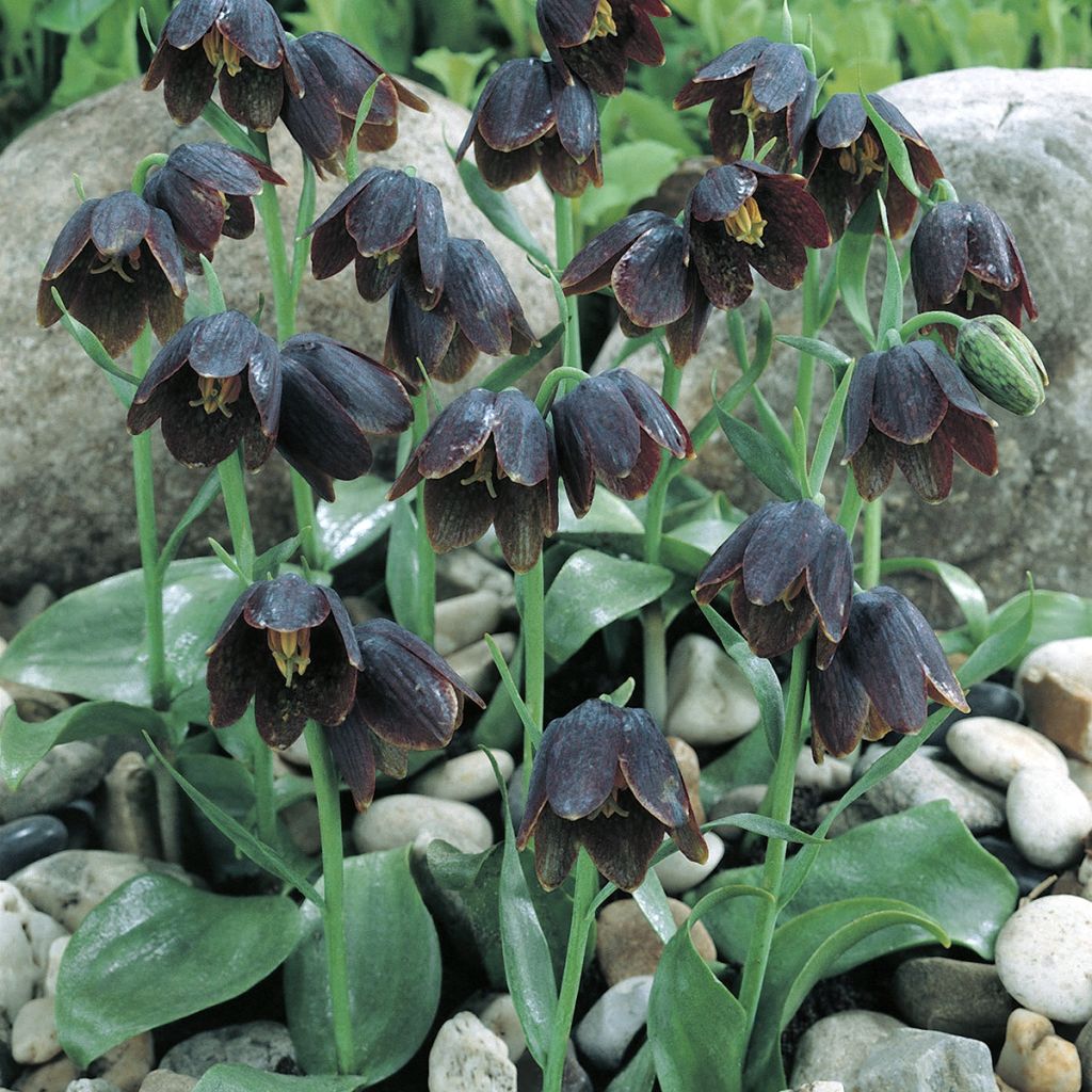 Fritillaria davisii - Schachblume