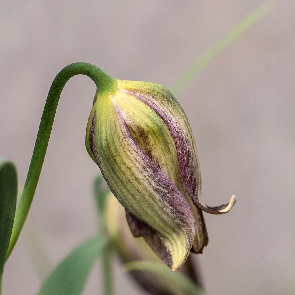 Fritillaria olivieri - Fritillaire botanique