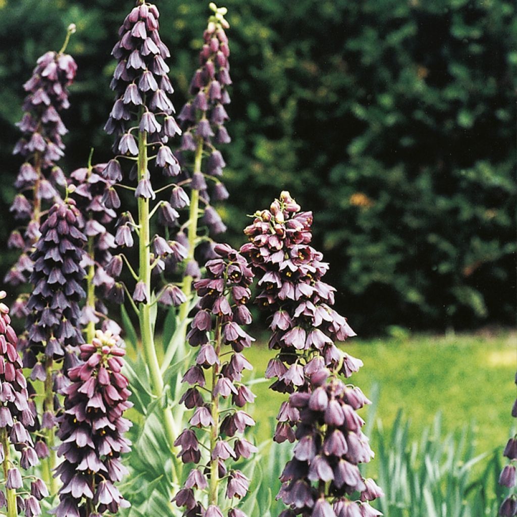 Persische Kaiserkrone - Fritillaria persica