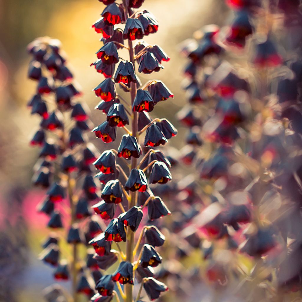 Persische Kaiserkrone - Fritillaria persica