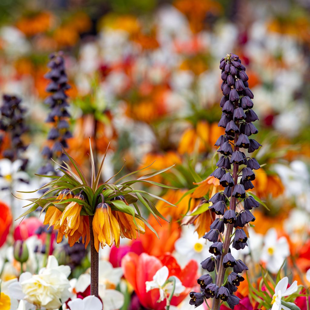 Persische Kaiserkrone - Fritillaria persica