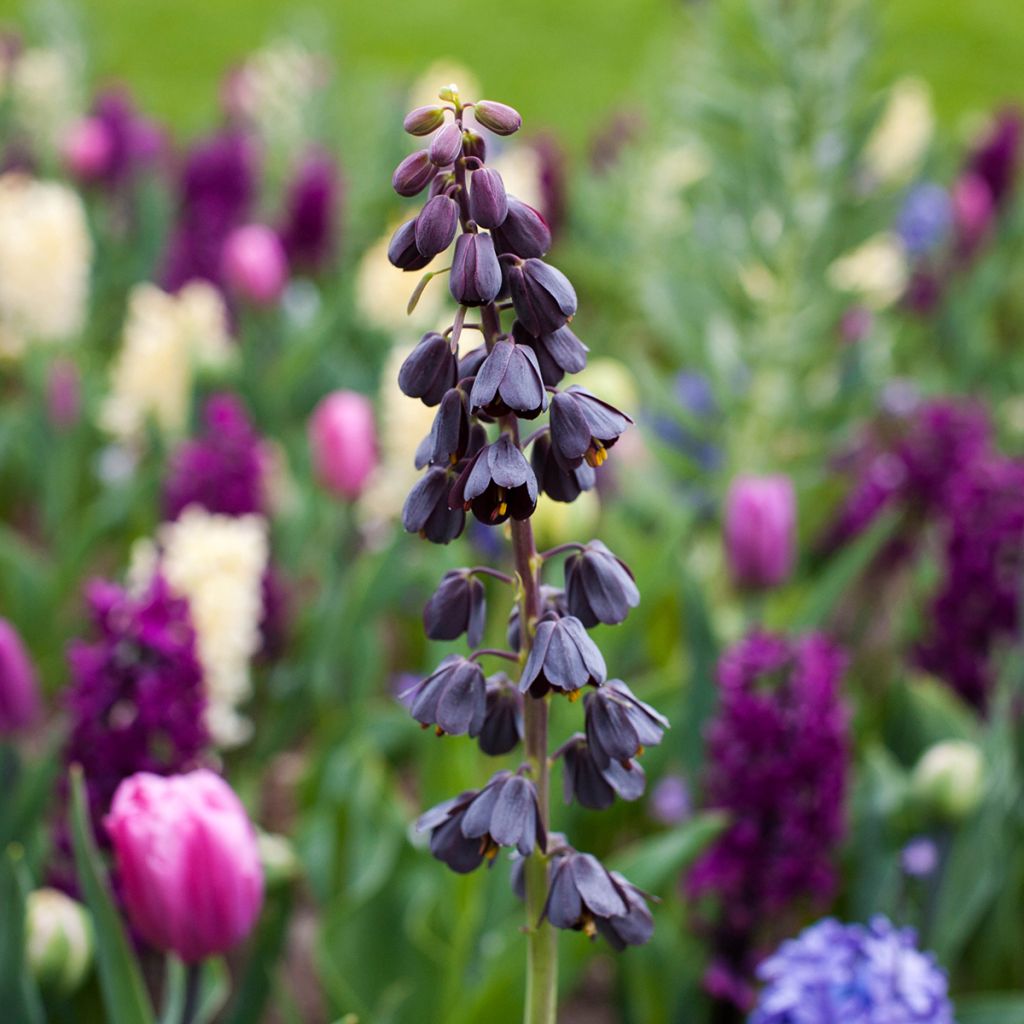 Persische Kaiserkrone - Fritillaria persica