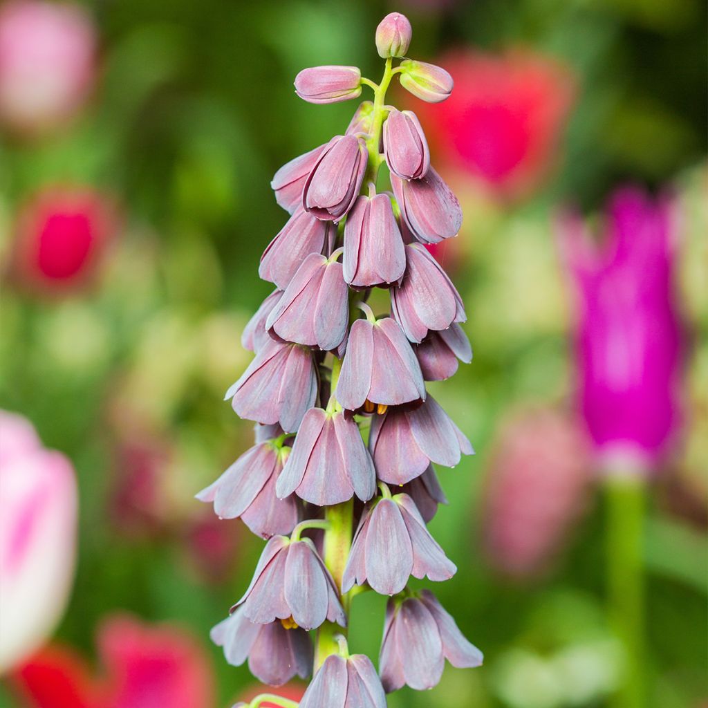 Persische Kaiserkrone - Fritillaria persica