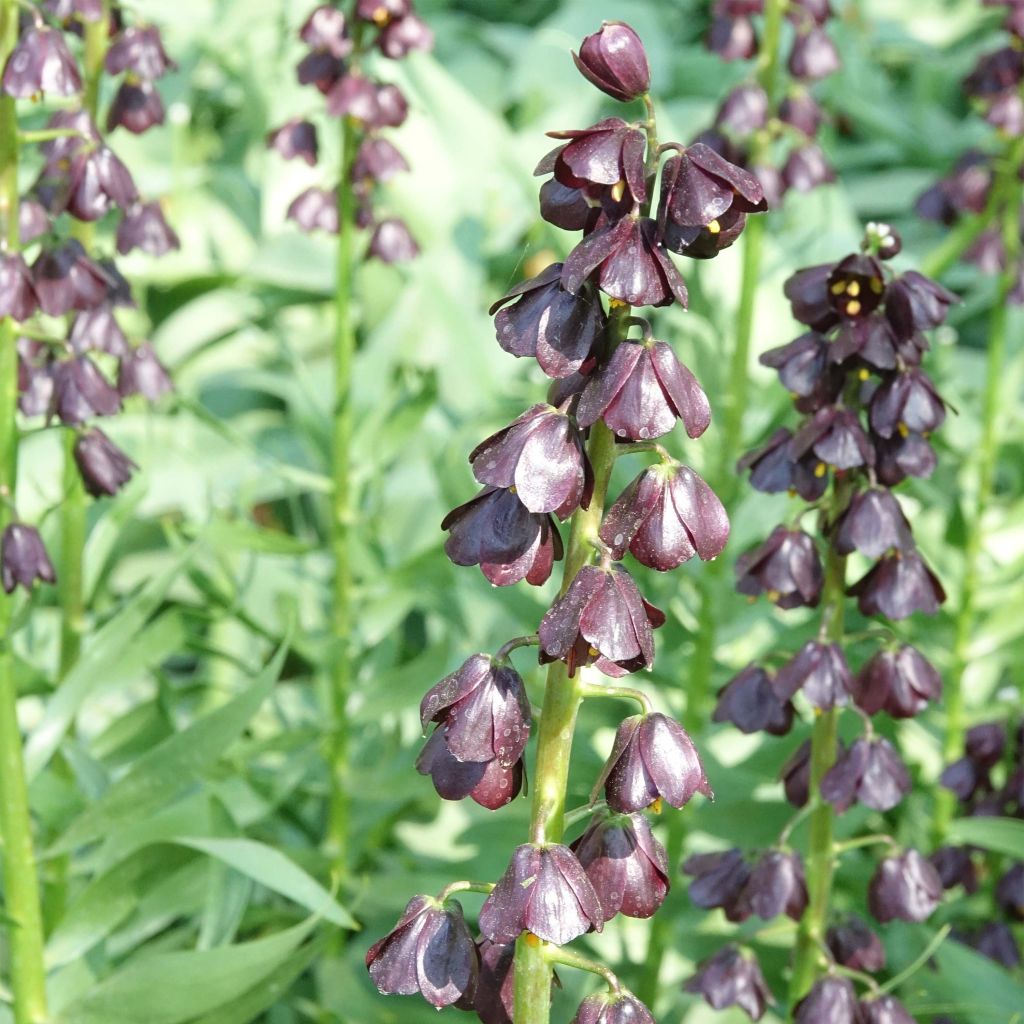 Fritillaria persica Purple Dynamite - Fritillaire de Perse 