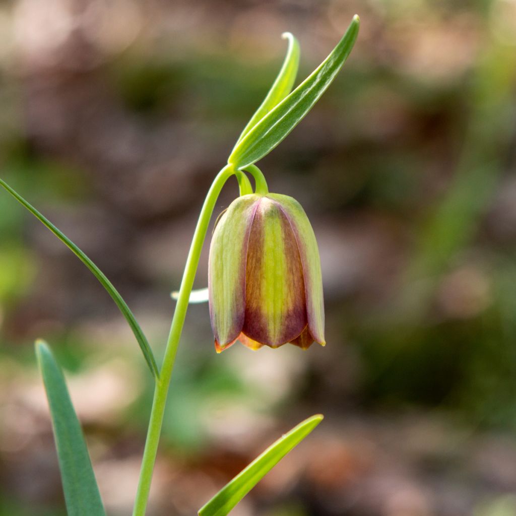 Fritillaria pontica - Fritillaire botanique