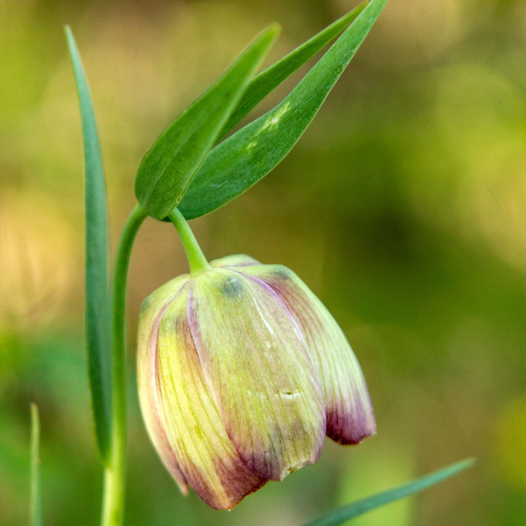 Fritillaria pontica - Fritillaire botanique