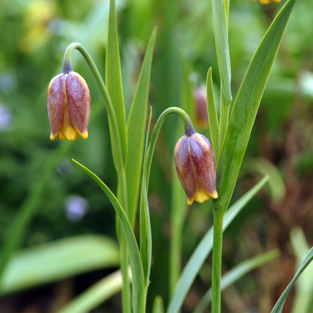 Fritillaire - Fritillaria reuteri