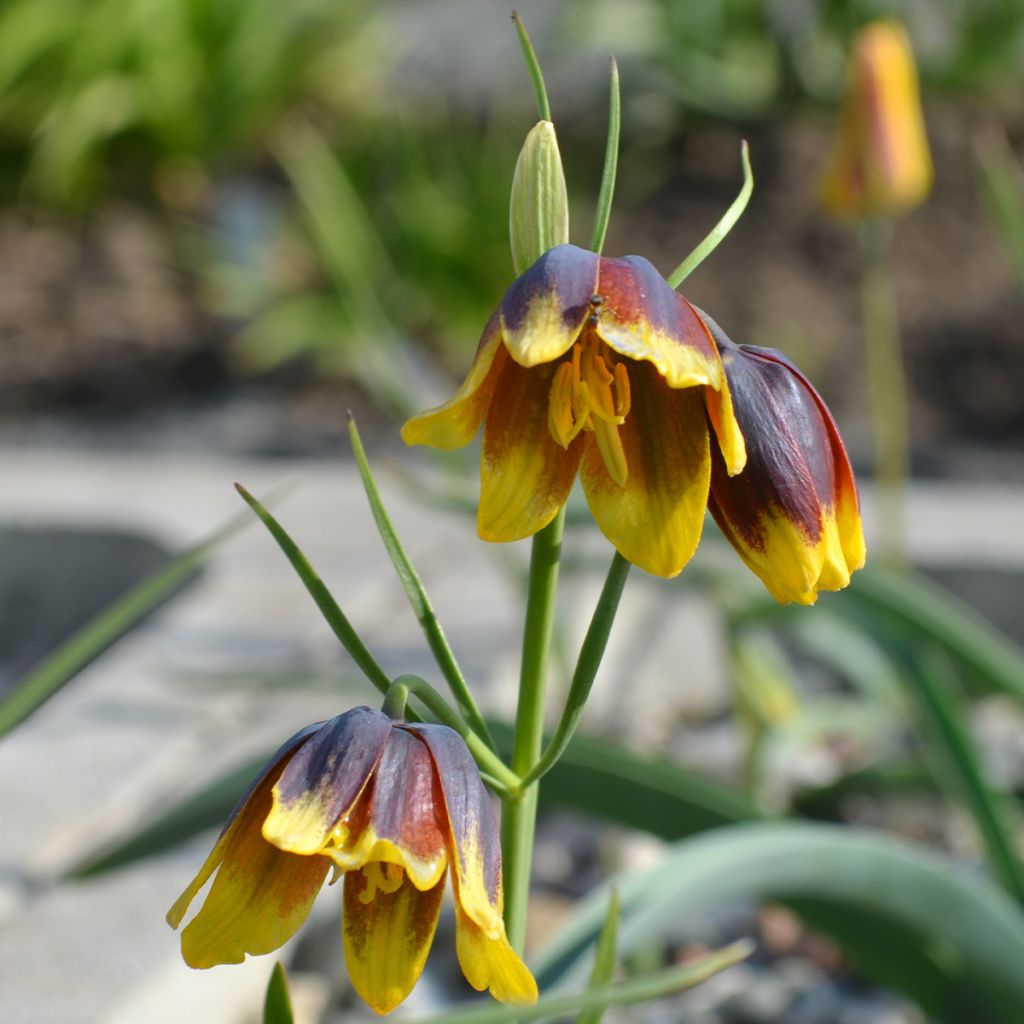 Fritillaria reuteri