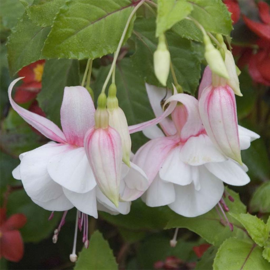 Fuchsia Annabel (Annabelle)