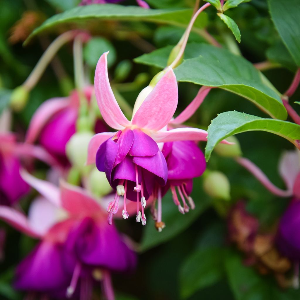 Fuchsia Bella Faya