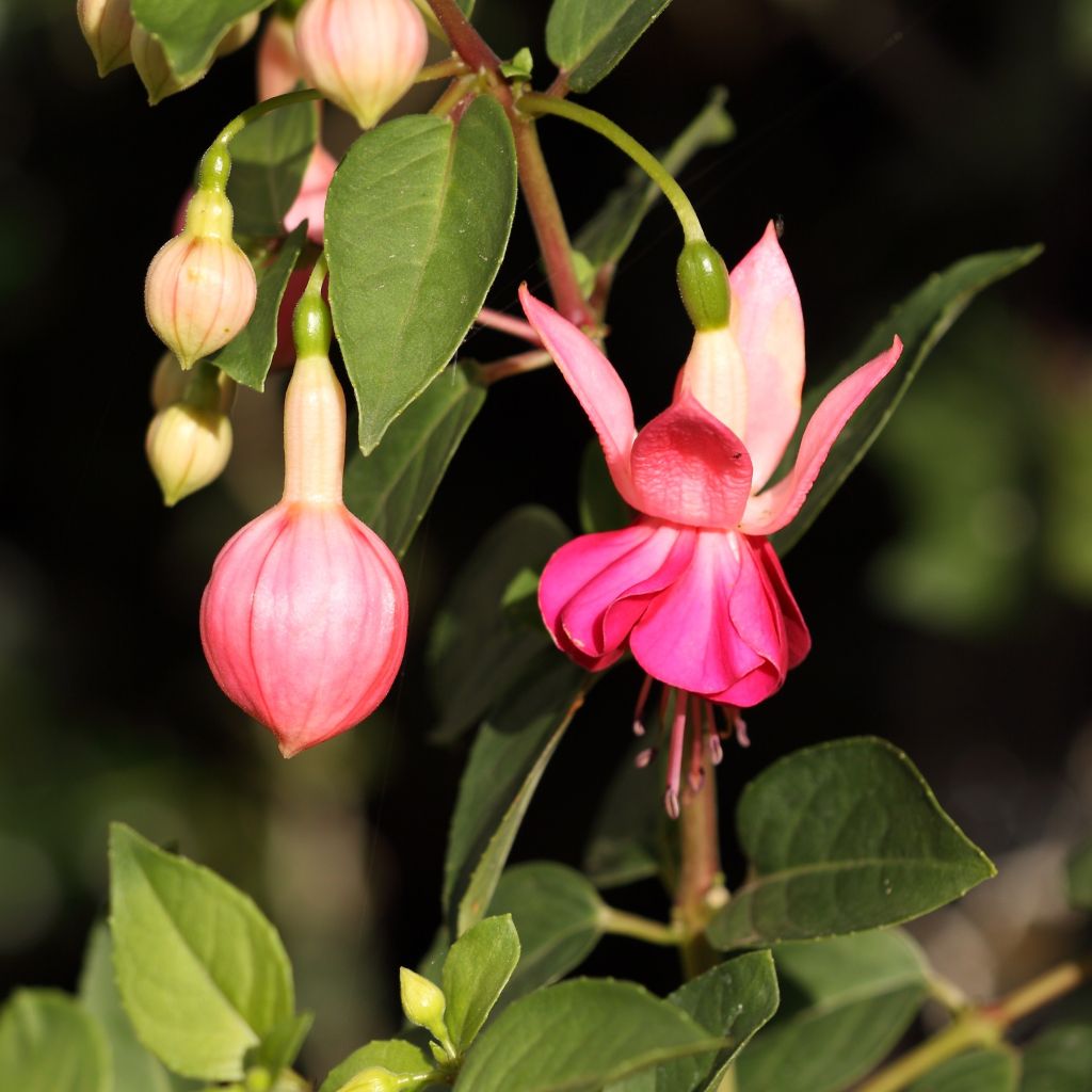 Fuchsia Fuchsia Bella Rosella