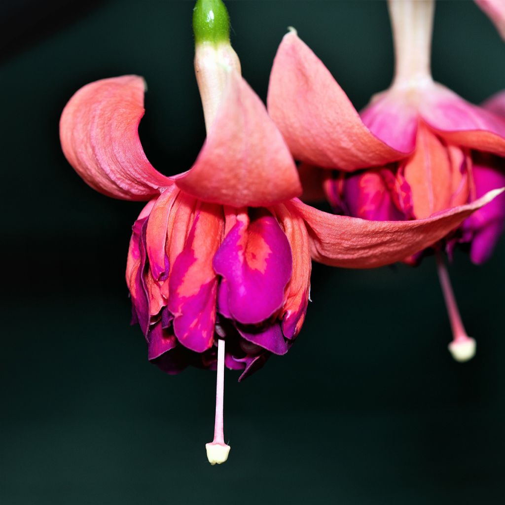 Fuchsia Bicentennial