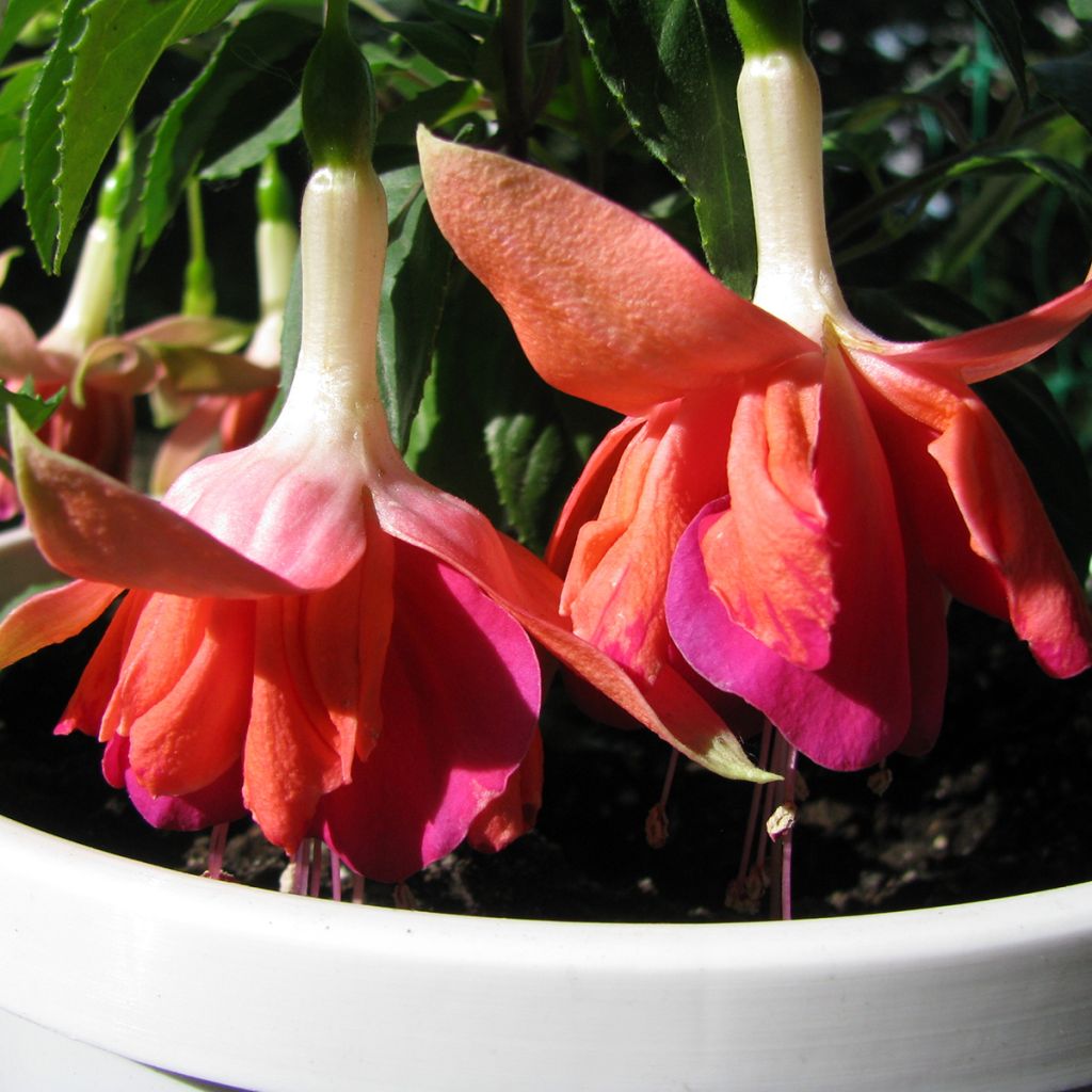 Fuchsia Bicentennial