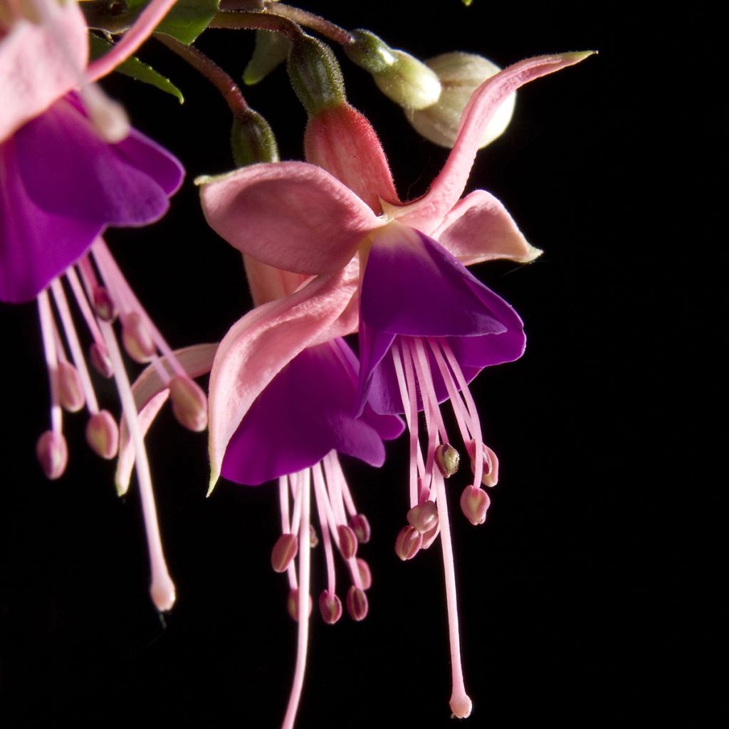 Fuchsia Rosalien