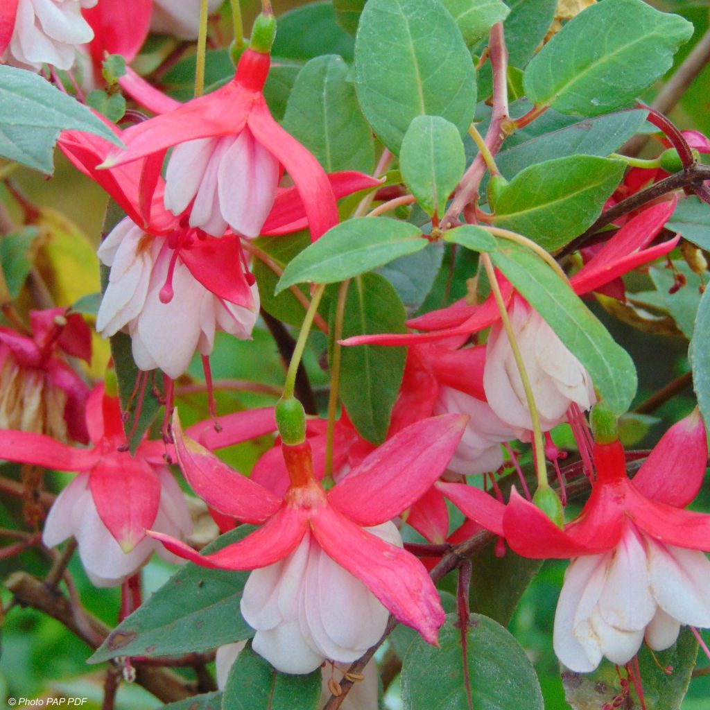 Fuchsia Chantilly