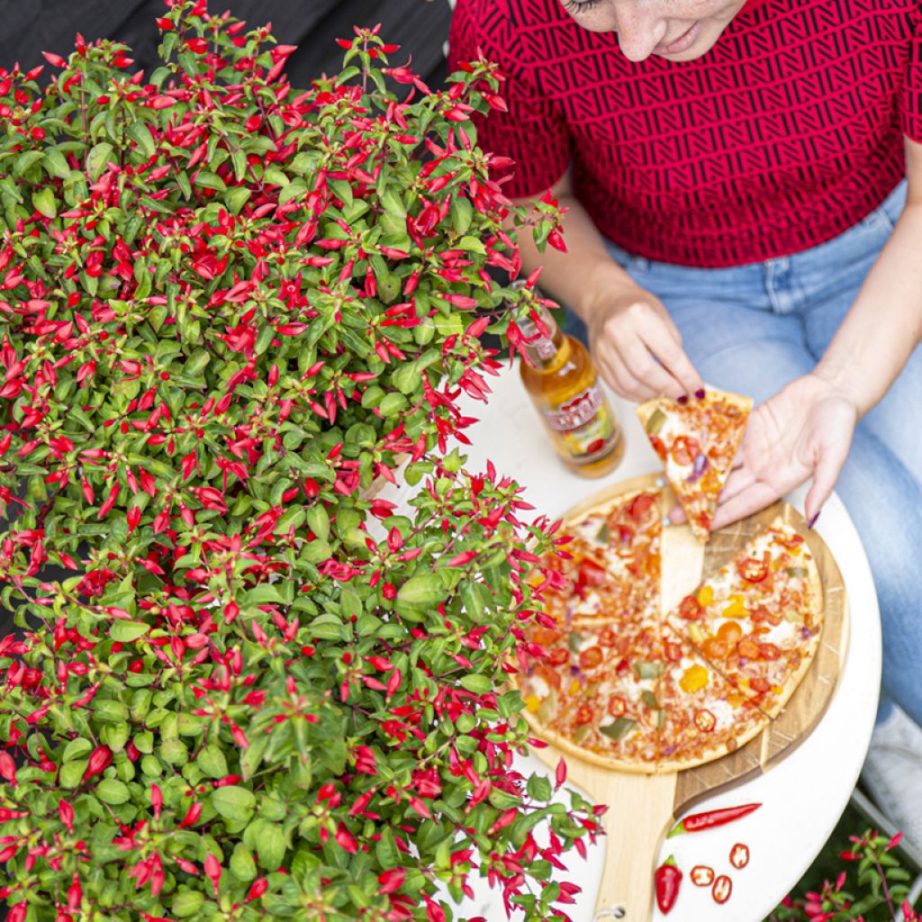 Fuchsia Chilli Red