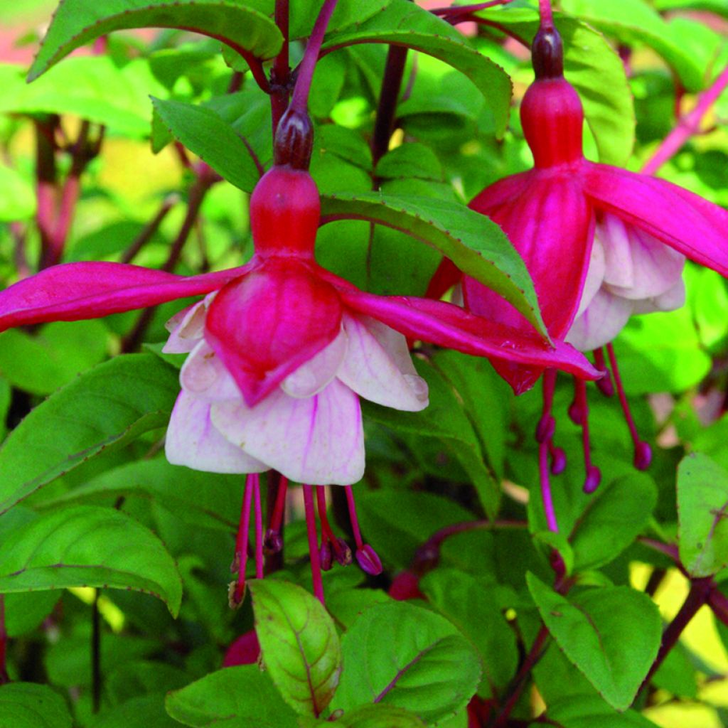 Fuchsia Connie