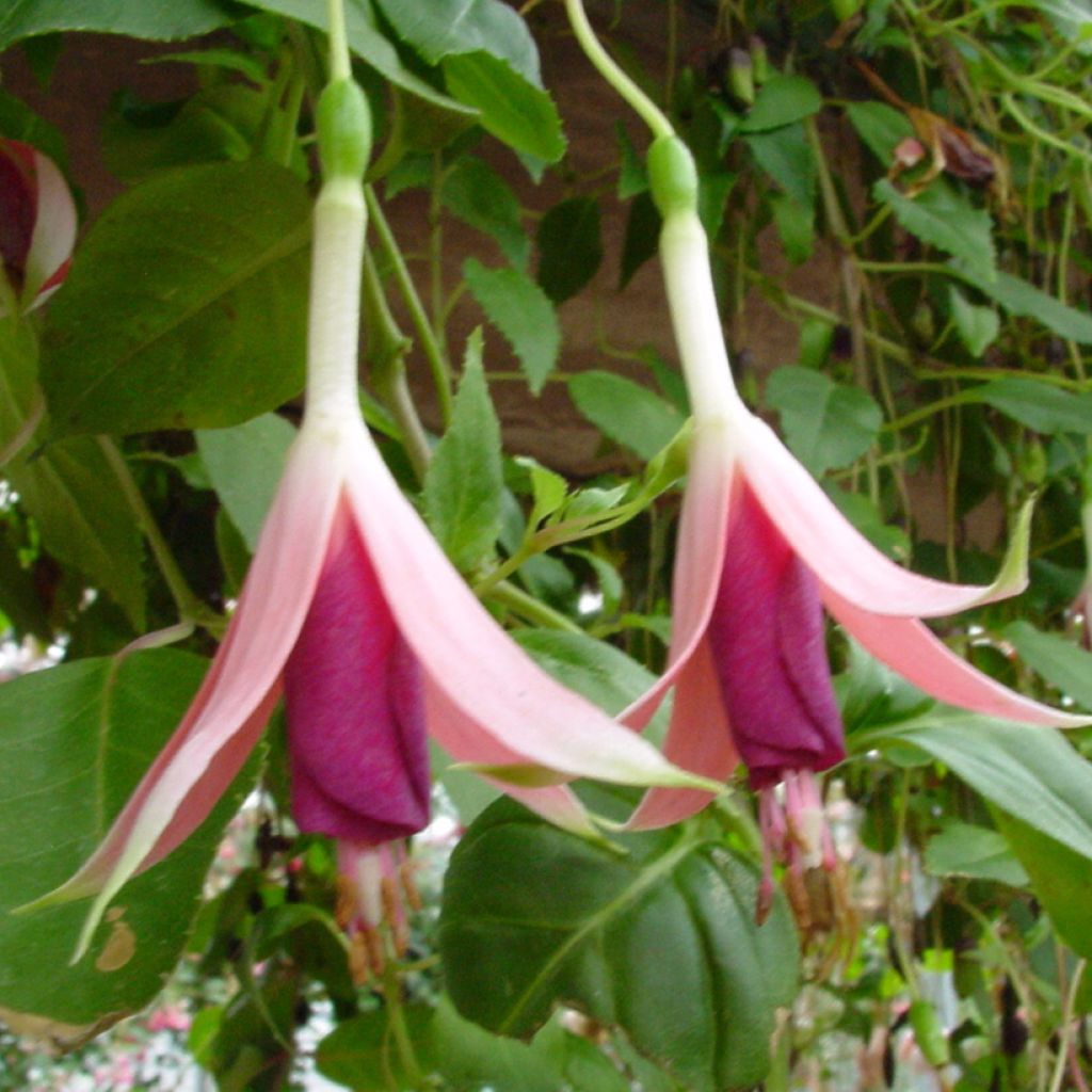 Fuchsia Margaret Thatcher