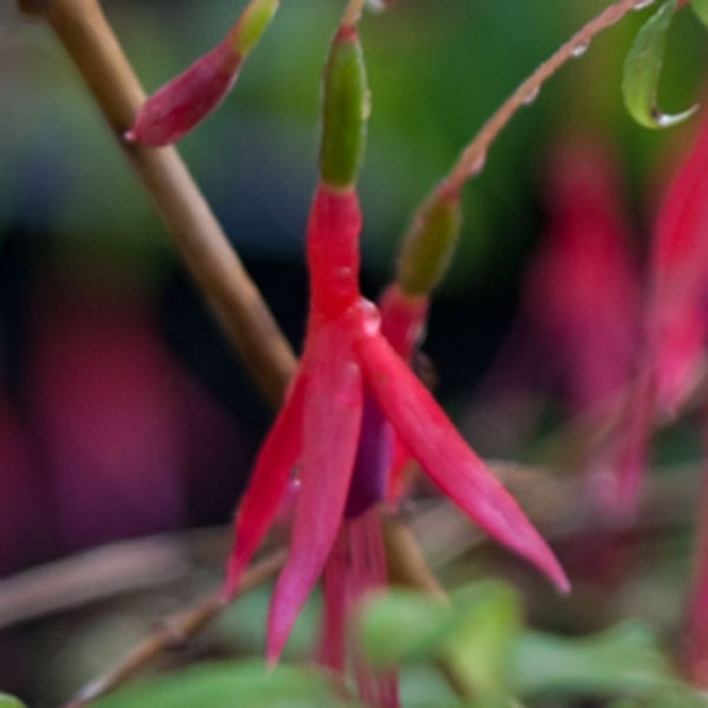 Fuchsia magellanica Riccartonii - Scharlach-Fuchsie