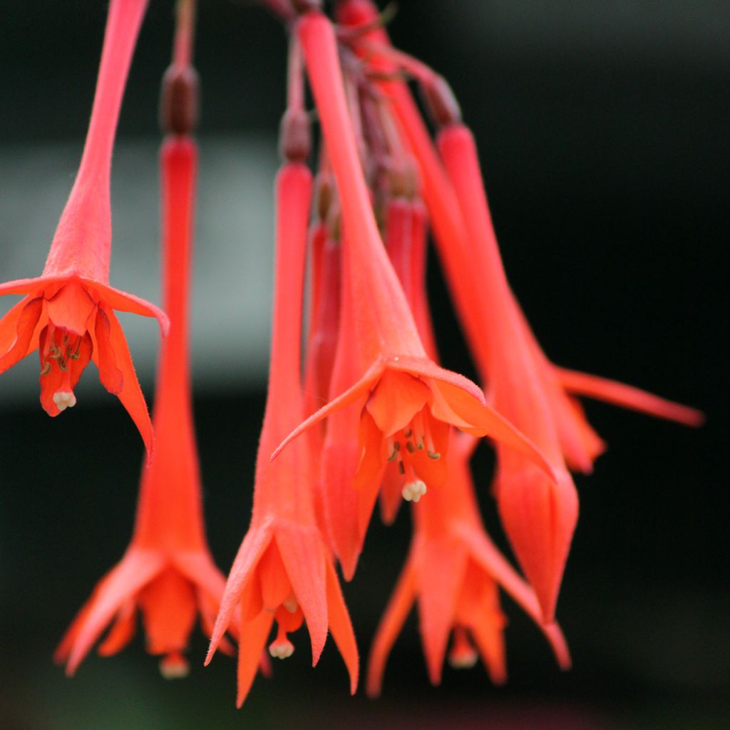 Fuchsia triphylla Thalia