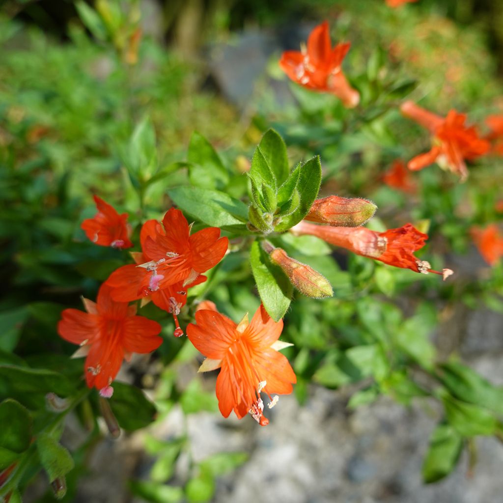 Zauschneria californica - Kolibritrompete