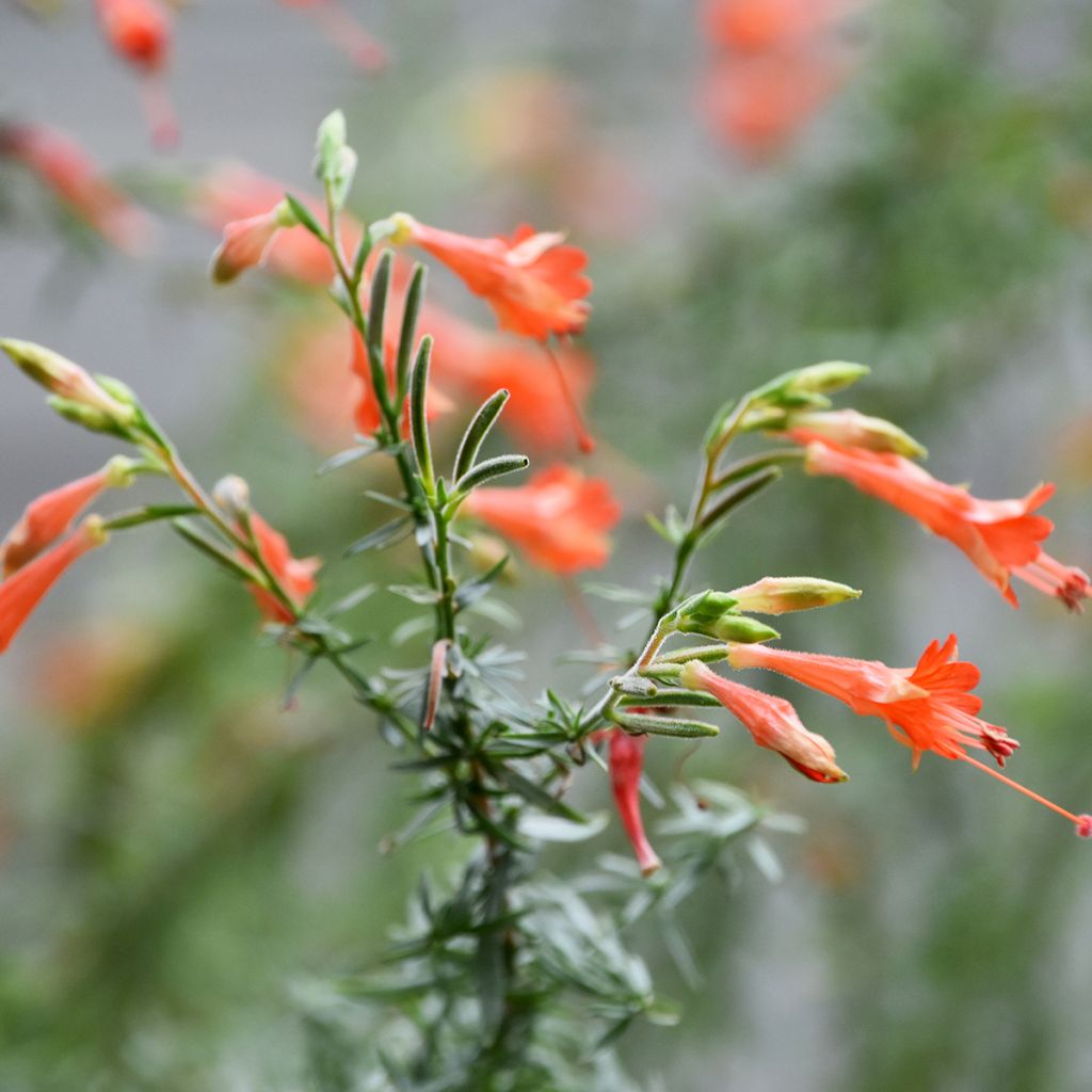 Zauschneria californica - Kolibritrompete