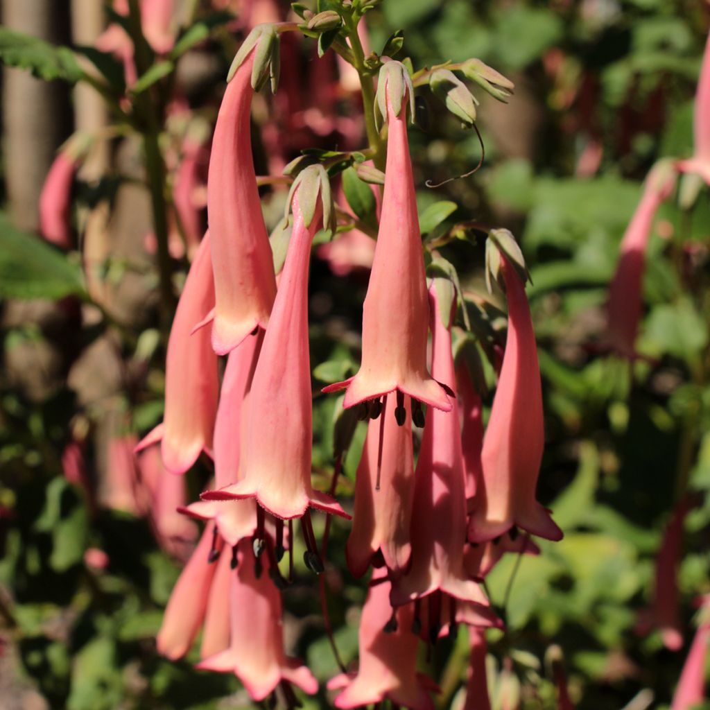 Kapfuchsie Pink Trumpet - Phygelius aequalis