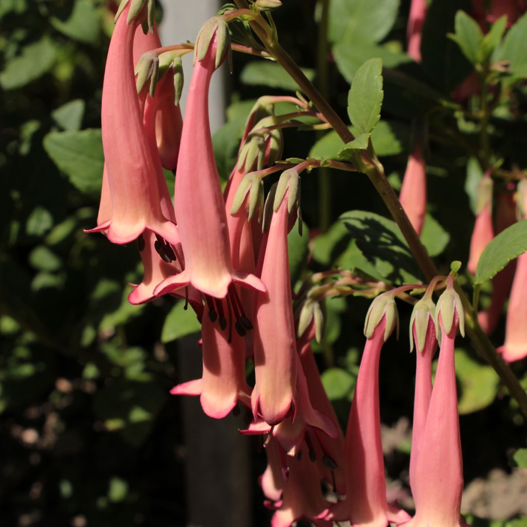 Kapfuchsie Pink Trumpet - Phygelius aequalis