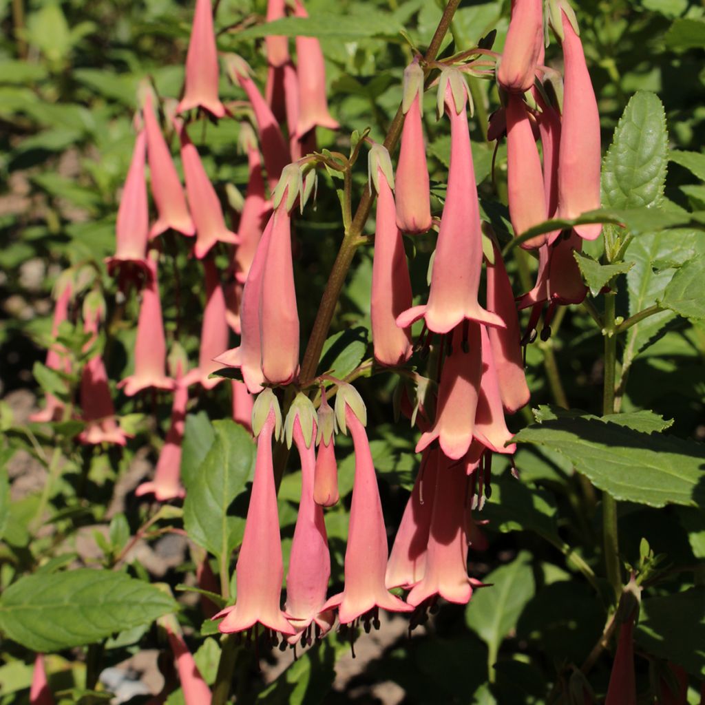 Kapfuchsie Pink Trumpet - Phygelius aequalis