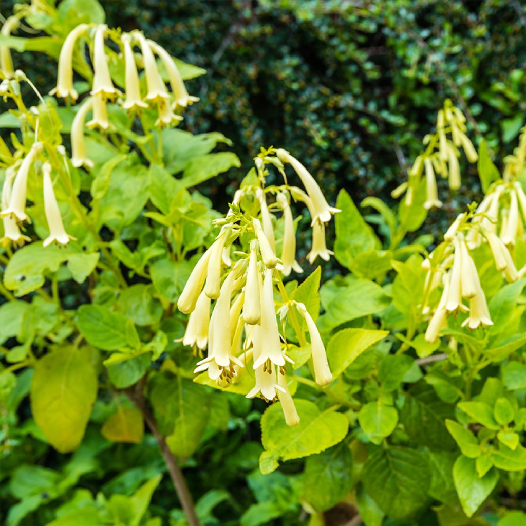 Kapfuchsie Yellow Trumpet - Phygelius aequalis