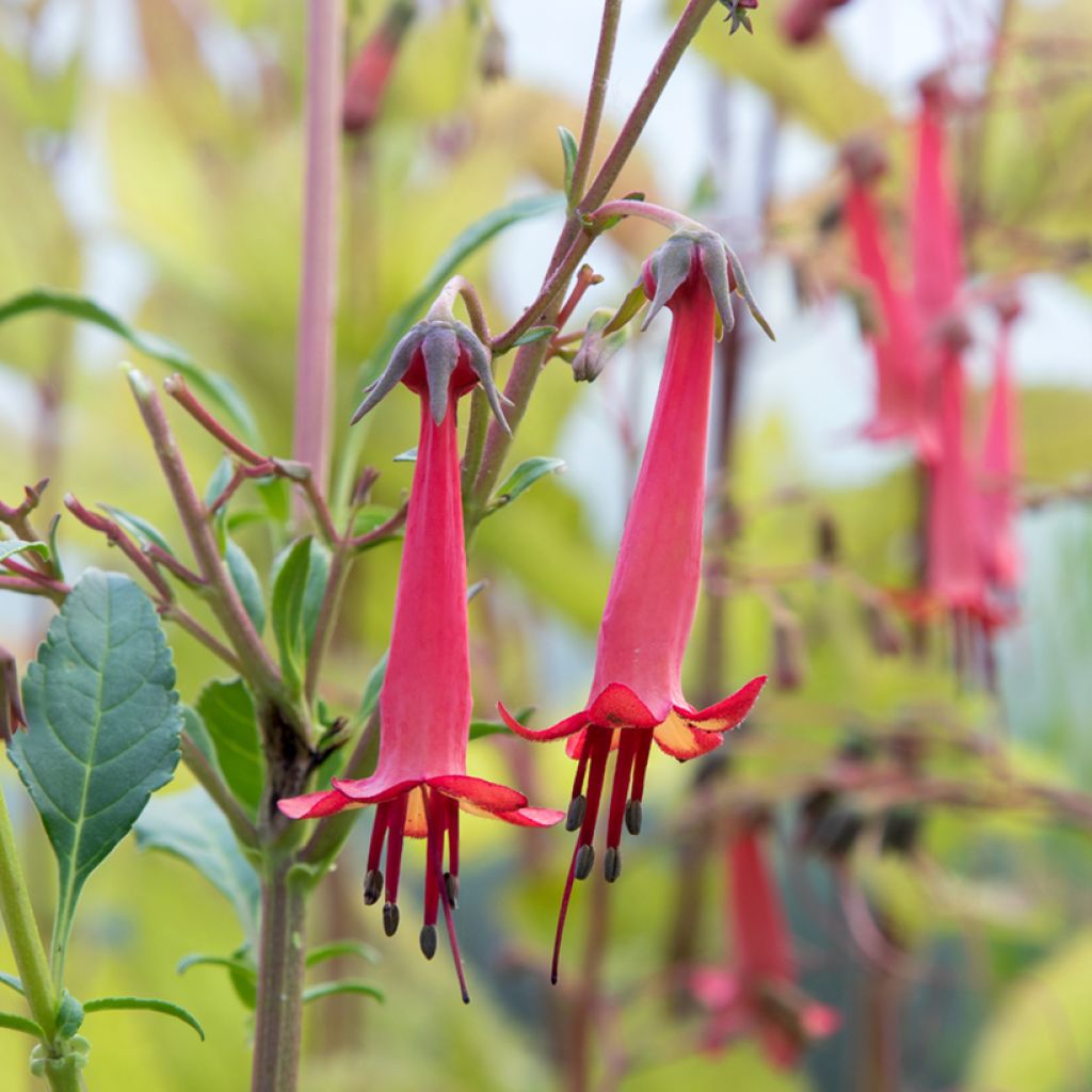 Fuchsia du Cap - Phygelius rectus African Queen