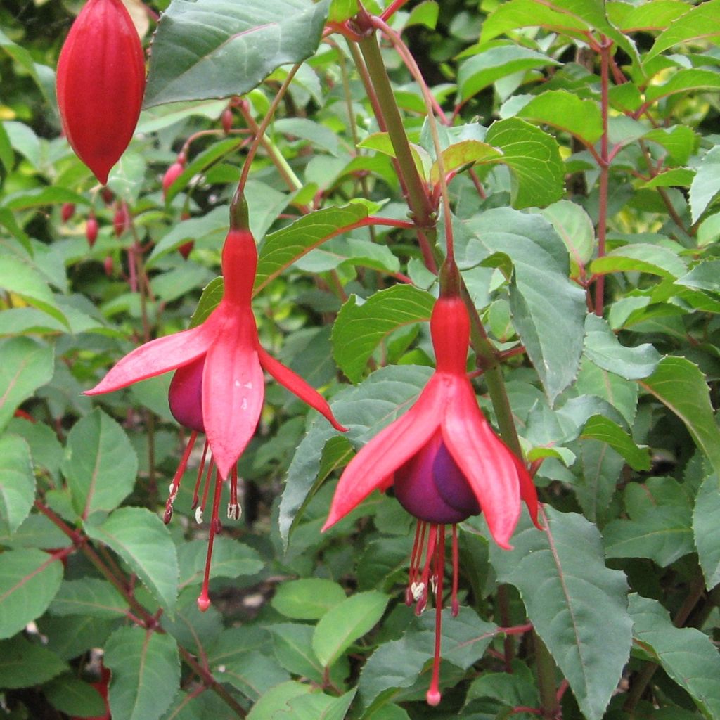 Fuchsia magellanica