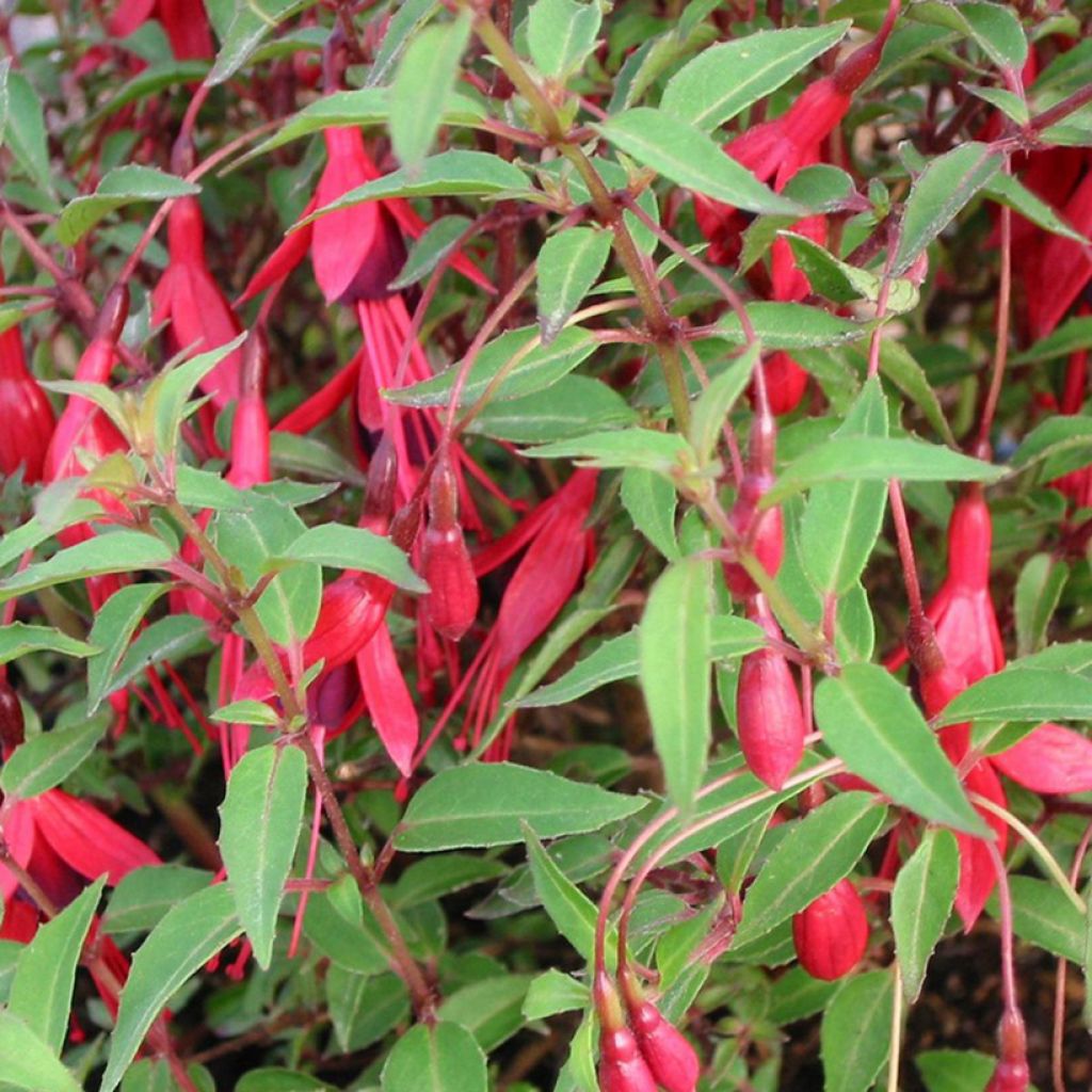 Fuchsia magellanica Pumila - Scharlach-Fuchsie