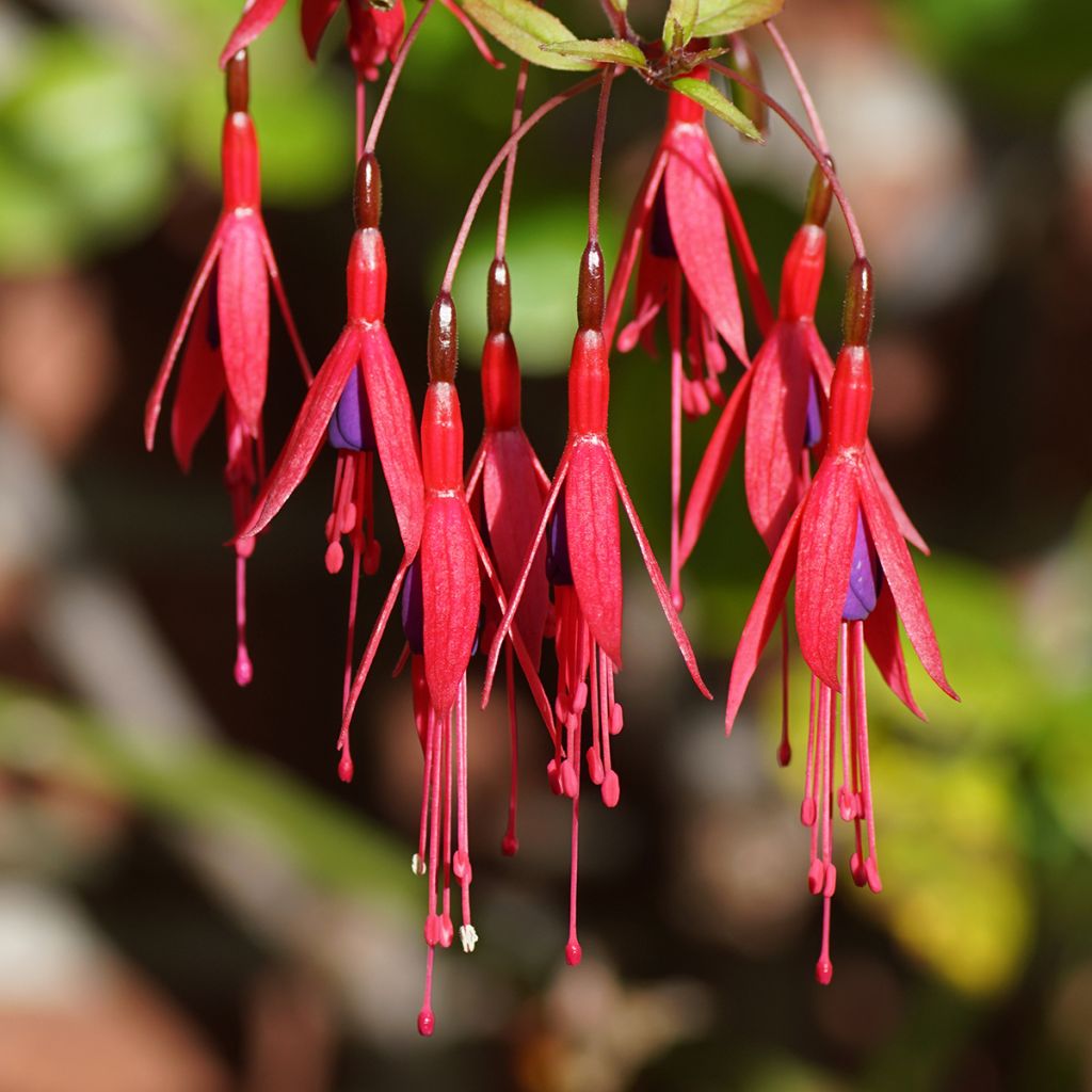 Fuchsia magellanica Riccartonii - Scharlach-Fuchsie