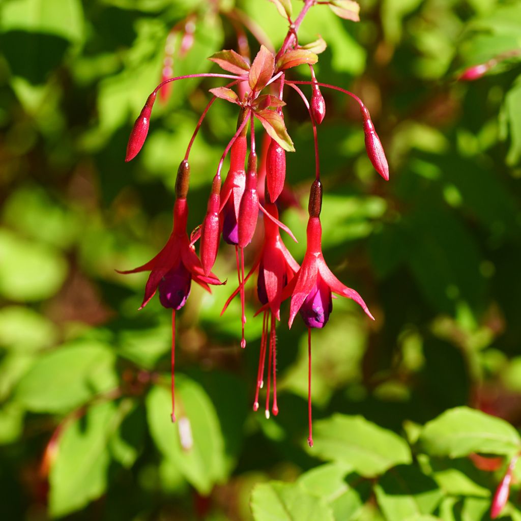 Fuchsia magellanica Riccartonii - Scharlach-Fuchsie