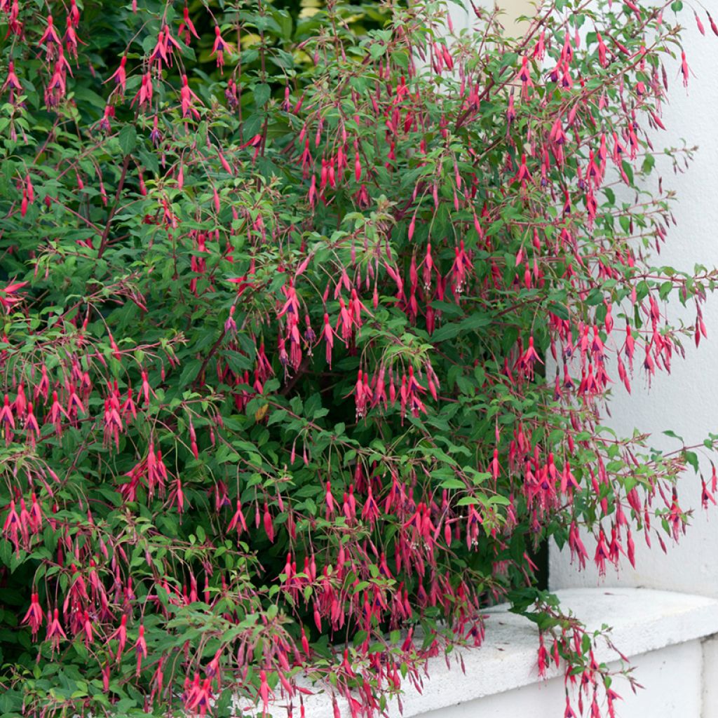 Fuchsia magellanica Riccartonii - Scharlach-Fuchsie