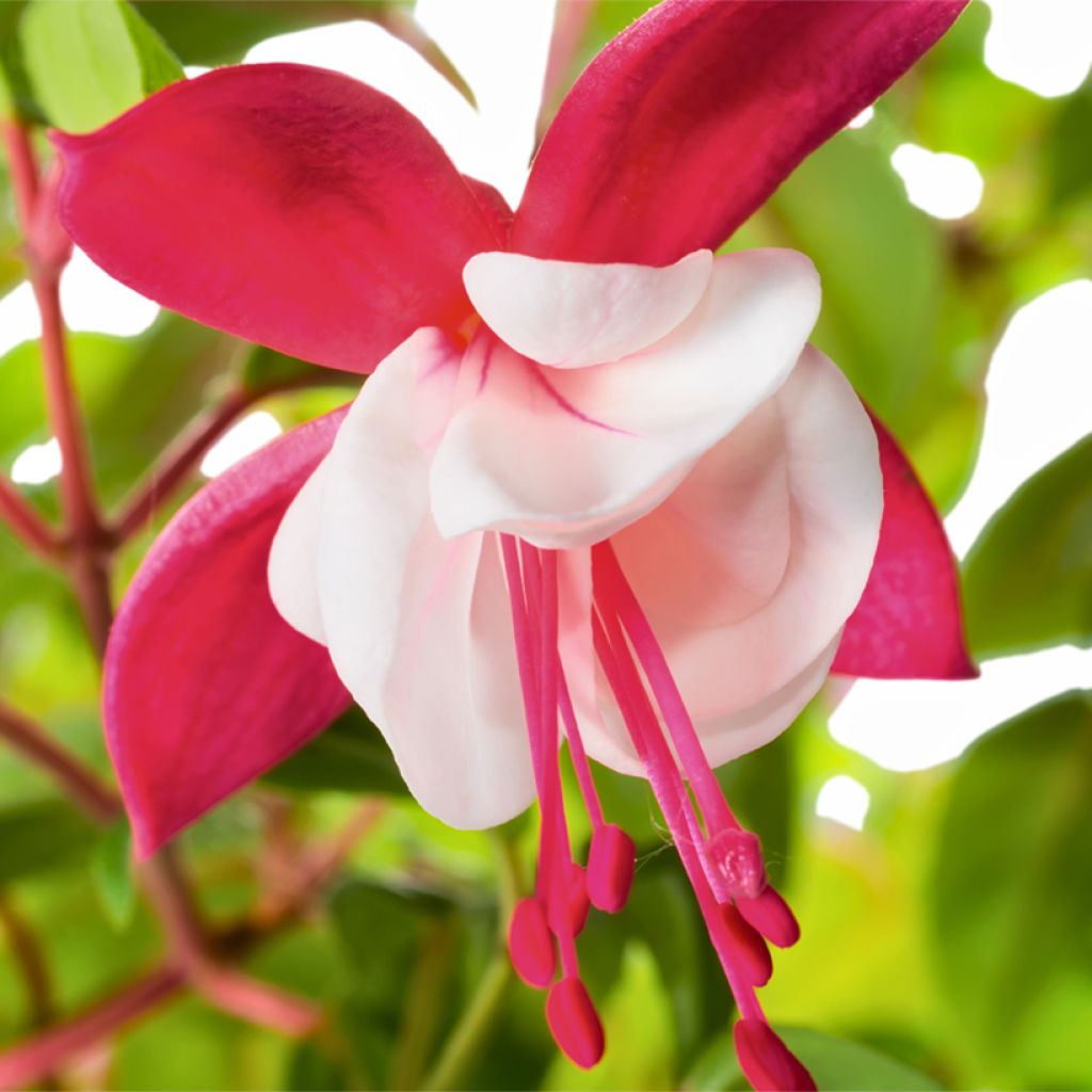 Fuchsia Snow Cap