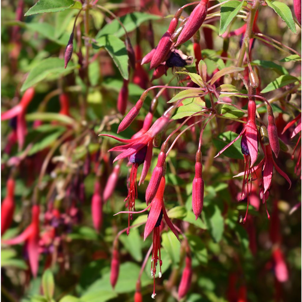 Fuchsia magellanica Tricolorii