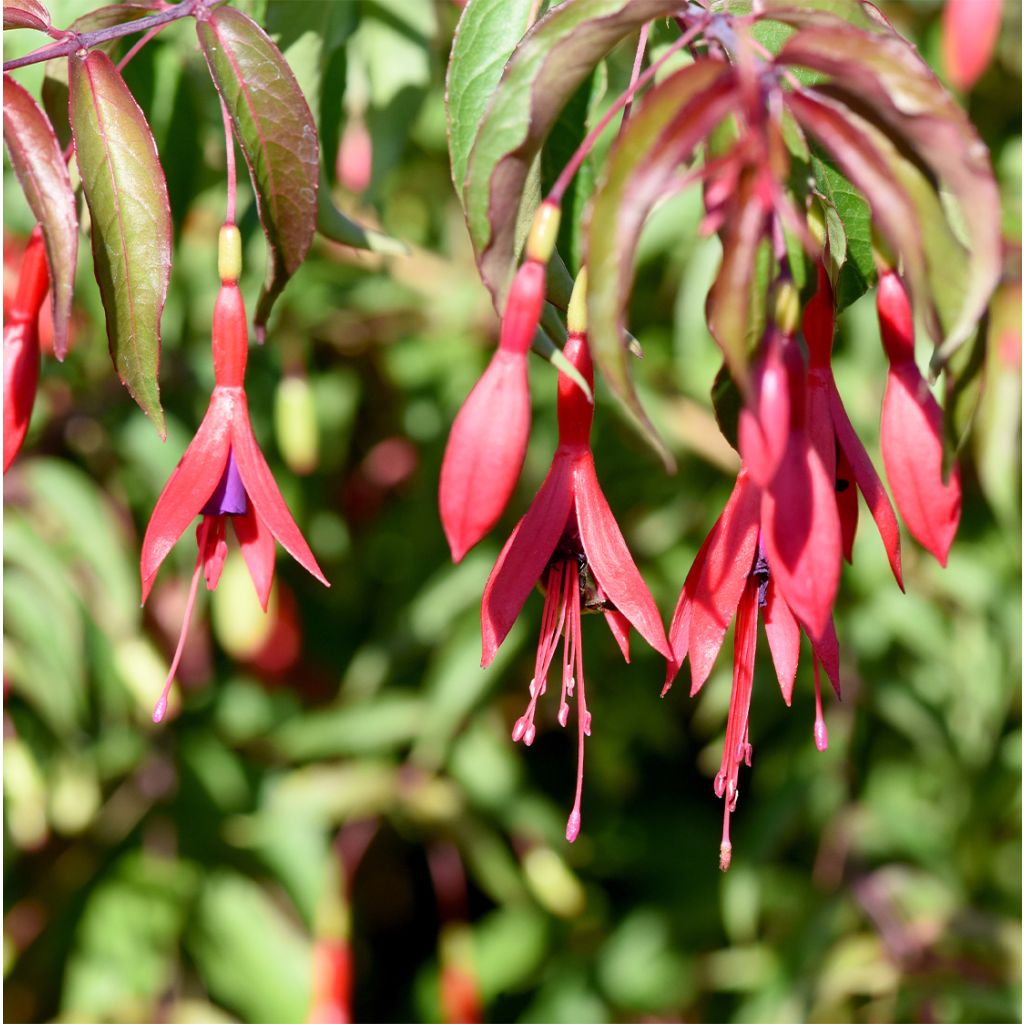 Fuchsia magellanica Tricolorii